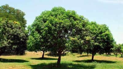 Mango farm in Mindanao, Philippines