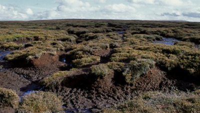 Irish peat bog